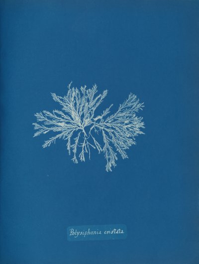 Polysiphonia cristata, ca. 1853 von Anna Atkins