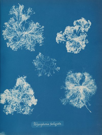 Polysiphonia fastigiata, ca. 1853 von Anna Atkins