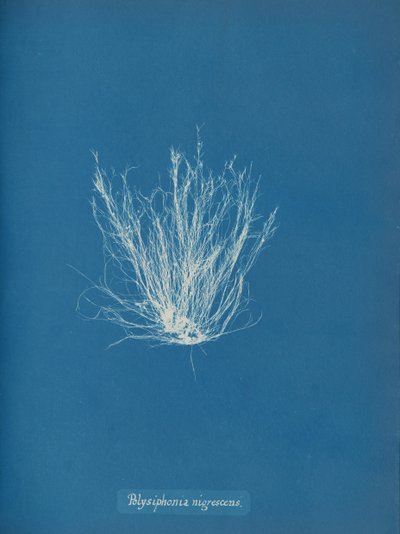Polysiphonia nigrescens, ca. 1853 von Anna Atkins