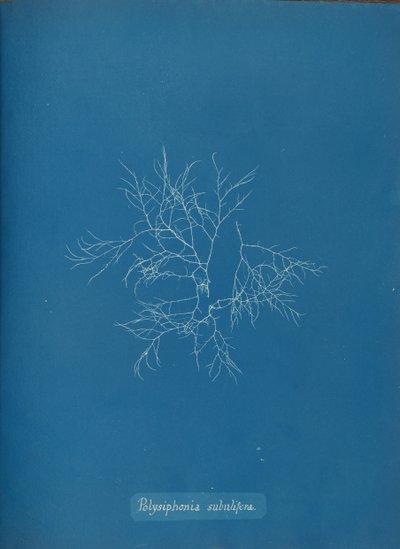 Polysiphonia subulifera von Anna Atkins