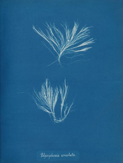 Polysiphonia urceolata, ca. 1853 von Anna Atkins