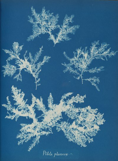 Ptilota plumosa, ca. 1853 von Anna Atkins