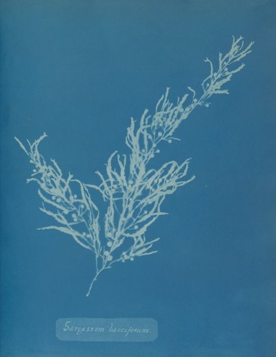 Sargassum bacciferum, ca. 1853 von Anna Atkins