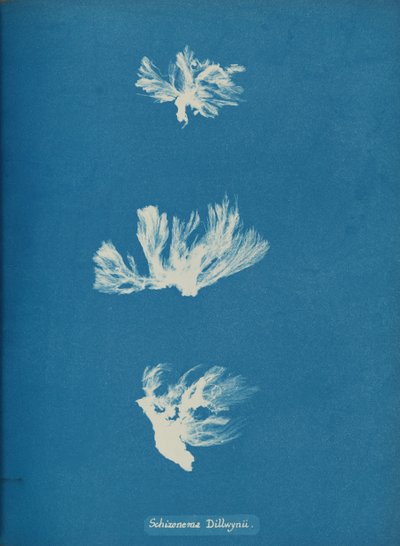 Schizonema Dillwynii, ca. 1853 von Anna Atkins