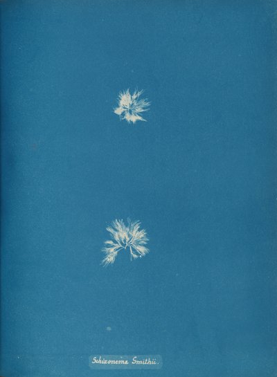 Schizonema Smithii, ca. 1853 von Anna Atkins
