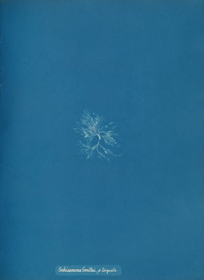 Schizonema Smithii, ß torqata, ca. 1853 von Anna Atkins