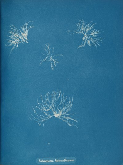 Schizonema helminthosum, ca. 1853 von Anna Atkins