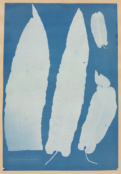 Scolopendrium Vulgare von Anna Atkins