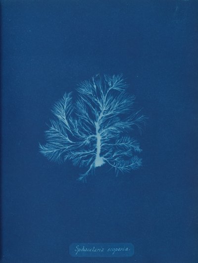 Sphacelaria scoparia von Anna Atkins