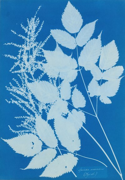 Spiraea aruncus Tirol, 1851-54 von Anna Atkins