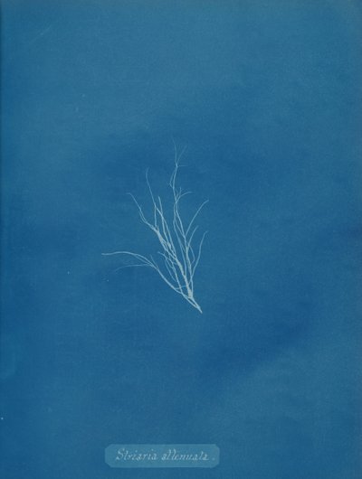 Striaria attenuata, ca. 1853 von Anna Atkins