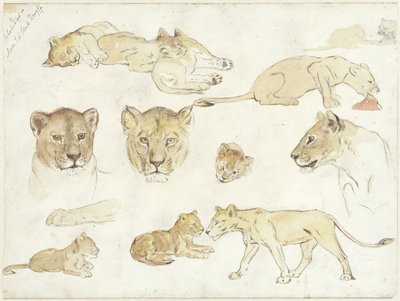 Studien von Löwen von Anna Maria Kruijff