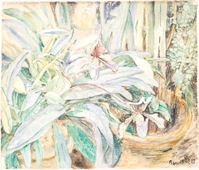 Orchideen, Botanischer Garten, Pisa von Anna Syberg
