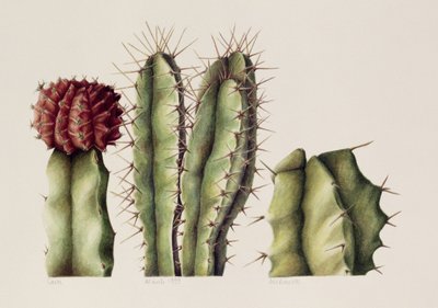 Kakteen, 1999 von Annabel Barrett