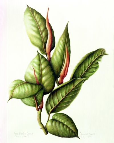 Gummibaum, 1999 von Annabel Barrett