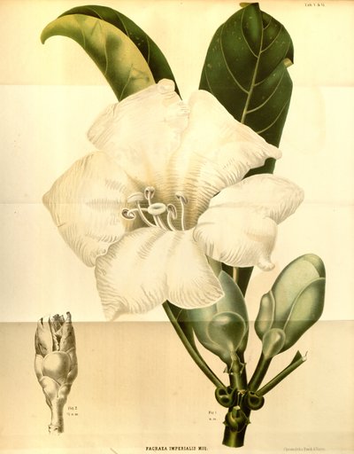 Fagraea imperialis von Annales Musei botanici lugduno batavi