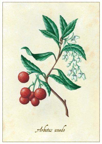 Arbutus unedo von Annalisa Morrocco