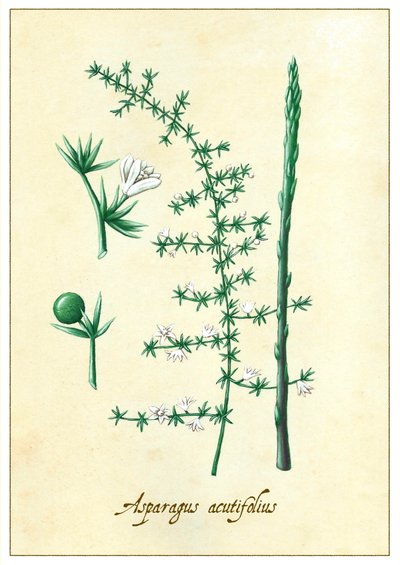 Asparagus acutifolius (2015) von Annalisa Morrocco