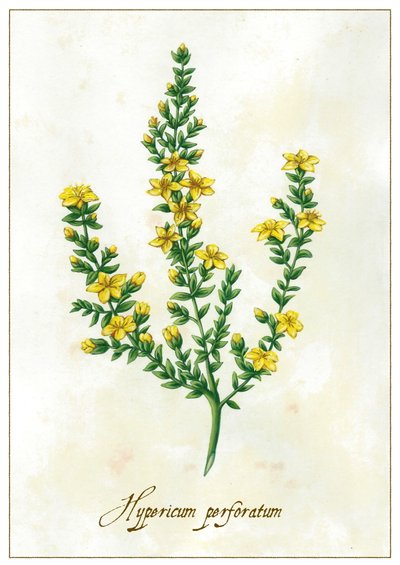 Johanniskraut, 2015 von Annalisa Morrocco