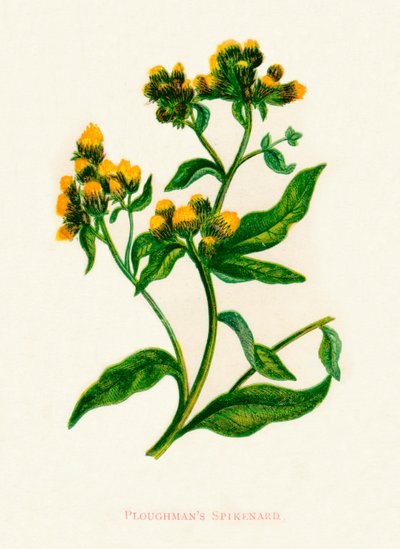 Pflügerspikenard von Anne Pratt