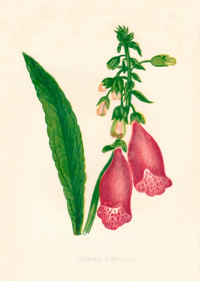 Purpur-Fingerhut, um 1891 von Anne Pratt