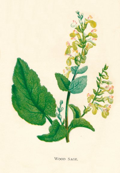 Wald-Salbei, ca. 1891 von Anne Pratt