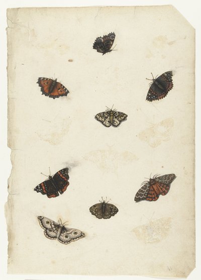 Acht Schmetterlinge (Lombard Album) von Anonymous
