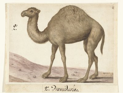 Dromedar Lombard Album (Serientitel) von Anonymous