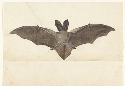 Großohrfledermaus, Lombard-Album (Serientitel) von Anonymous