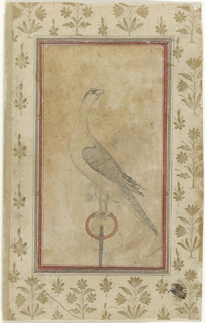 Jagdfalke von Anonymous