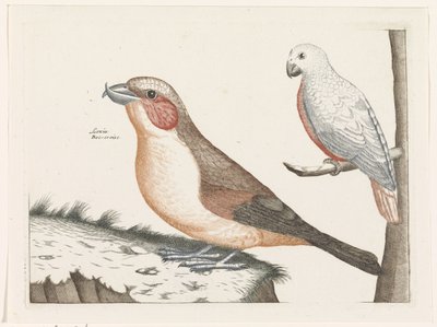 Kreuzschnabel und weißer Vogel von Anonymous