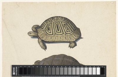Landschildkröte von Anonymous