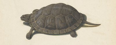 Sumpfschildkröte (Lombard Album) von Anonymous