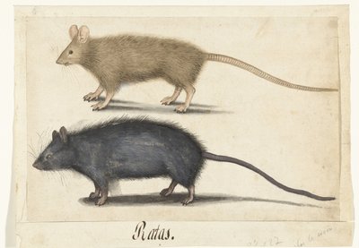 Maus und Ratte von Anonymous