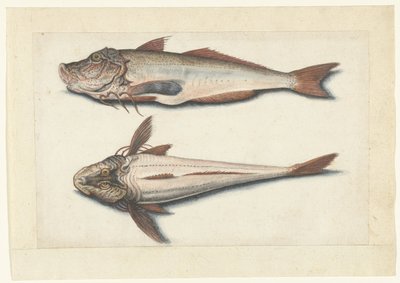 Roter Knurrhahn (Lombard Album) von Anonymous