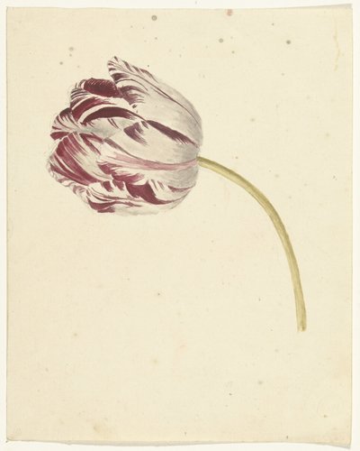 Rot-weiße Tulpe von Anonymous
