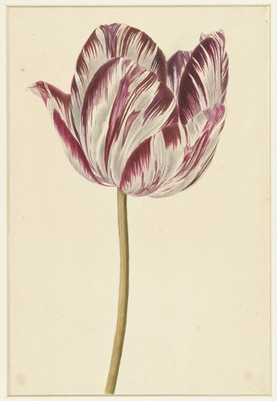 Rot-weiße Tulpe von Anonymous
