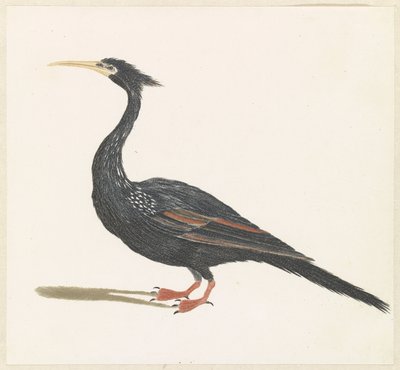 Schlangenhalsvogel von Anonymous
