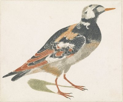 Steinläufer von Anonymous