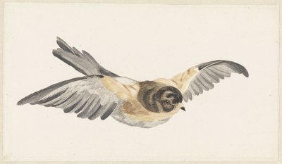 Bergfink (Fringilla montifringilla) von Anonymous