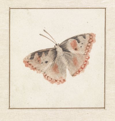 Schmetterling von Anonymous