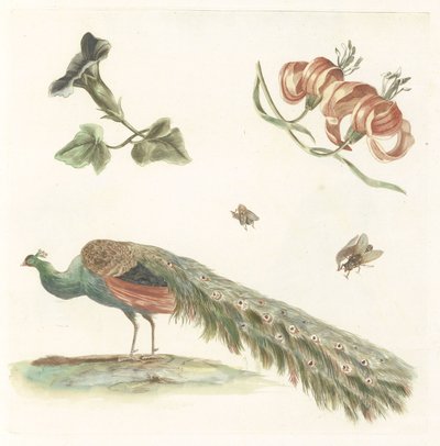 Winde, Lilien, zwei Fliegen und ein Pfau von Anonymous