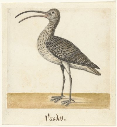 Brachvogel von Anonymous