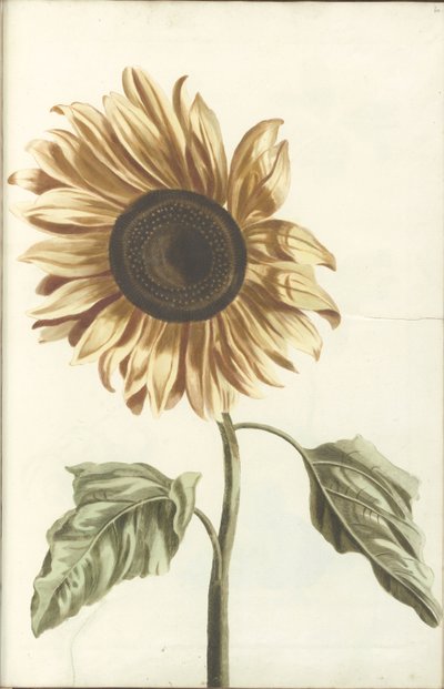 Sonnenblume von Anonymous