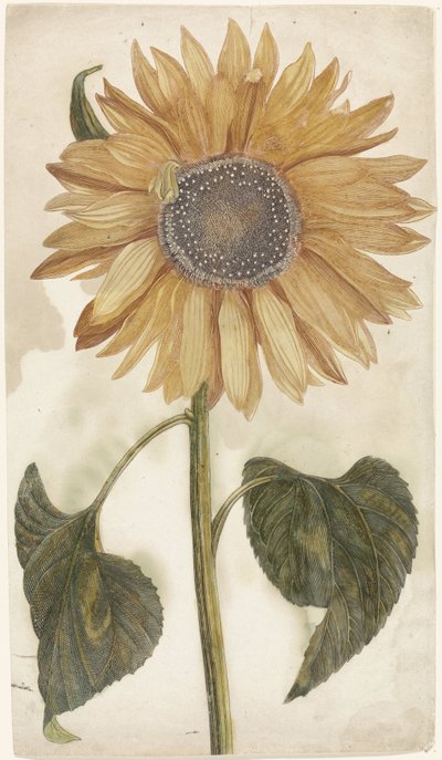 Sonnenblume von Anonymous