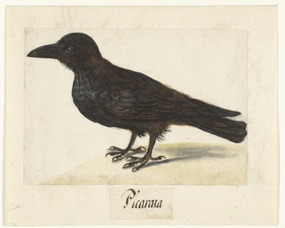 Schwarze Krähe von Anonymous