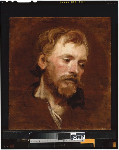 Ein bärtiger Mann, eine Studie von Anthony van Dyck