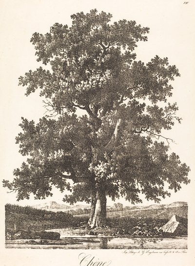 Eiche von Antoine Pierre Mongin