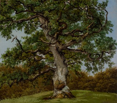 Studie eines uralten Eichbaumes von Anton Eduard Kieldrup