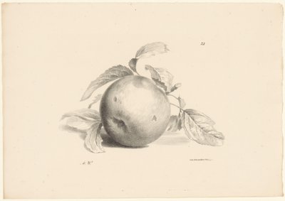 Apfel von Anton Weiss